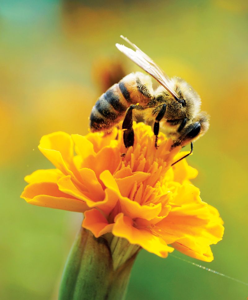 More Pollinators Means Better Tomato Growth