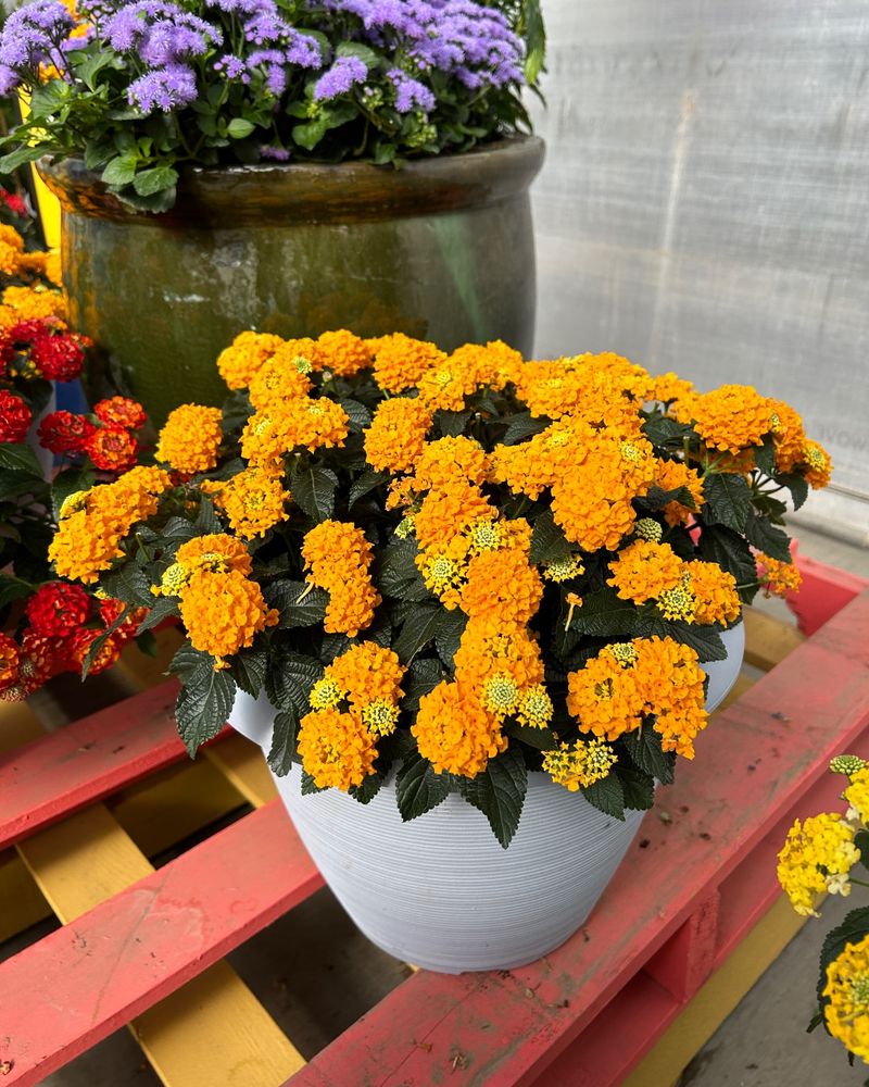 Once Established It Handles Dry Soil Better Than Most Bloomers