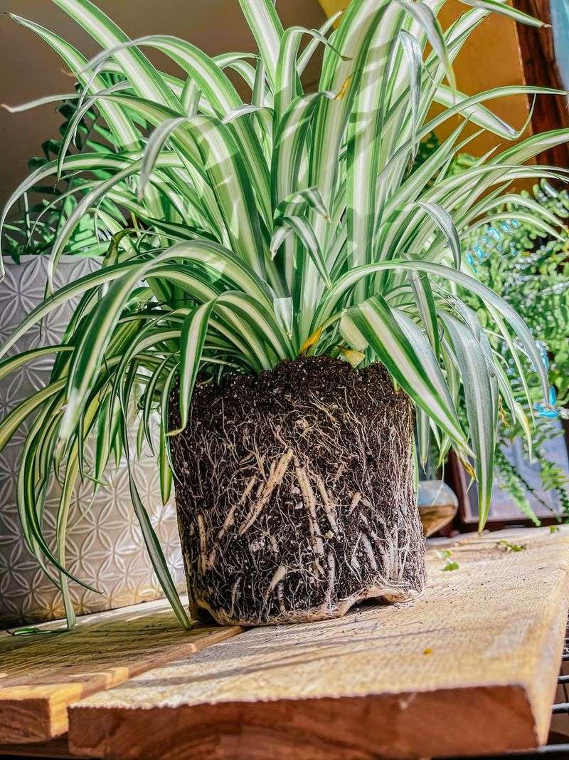 Slight Root Crowding Triggers More Baby Plant Production