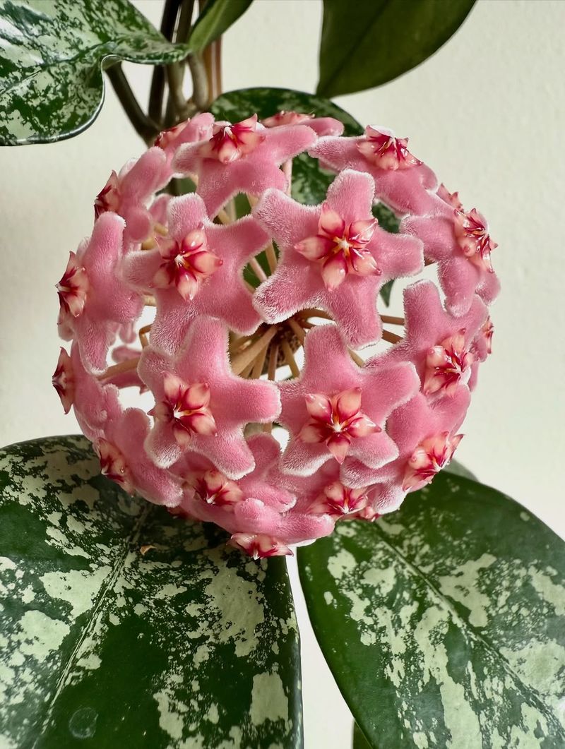 Letting Soil Dry Slightly Encourages Flowering