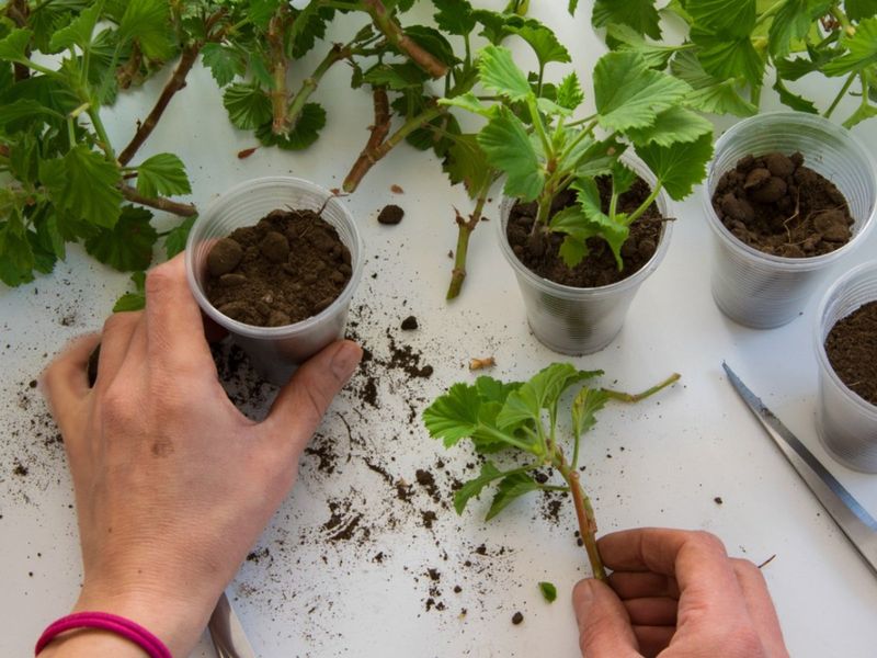 Soil Propagation Produces Stronger Long-Term Growth