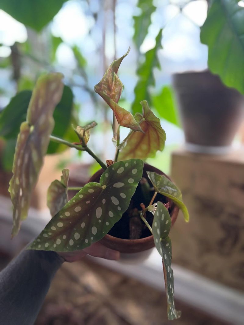 Indoor Humidity Affects Leaf Quality