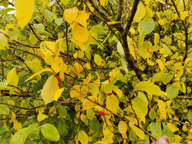 Golden Fall Color That Stands Out Along Fences