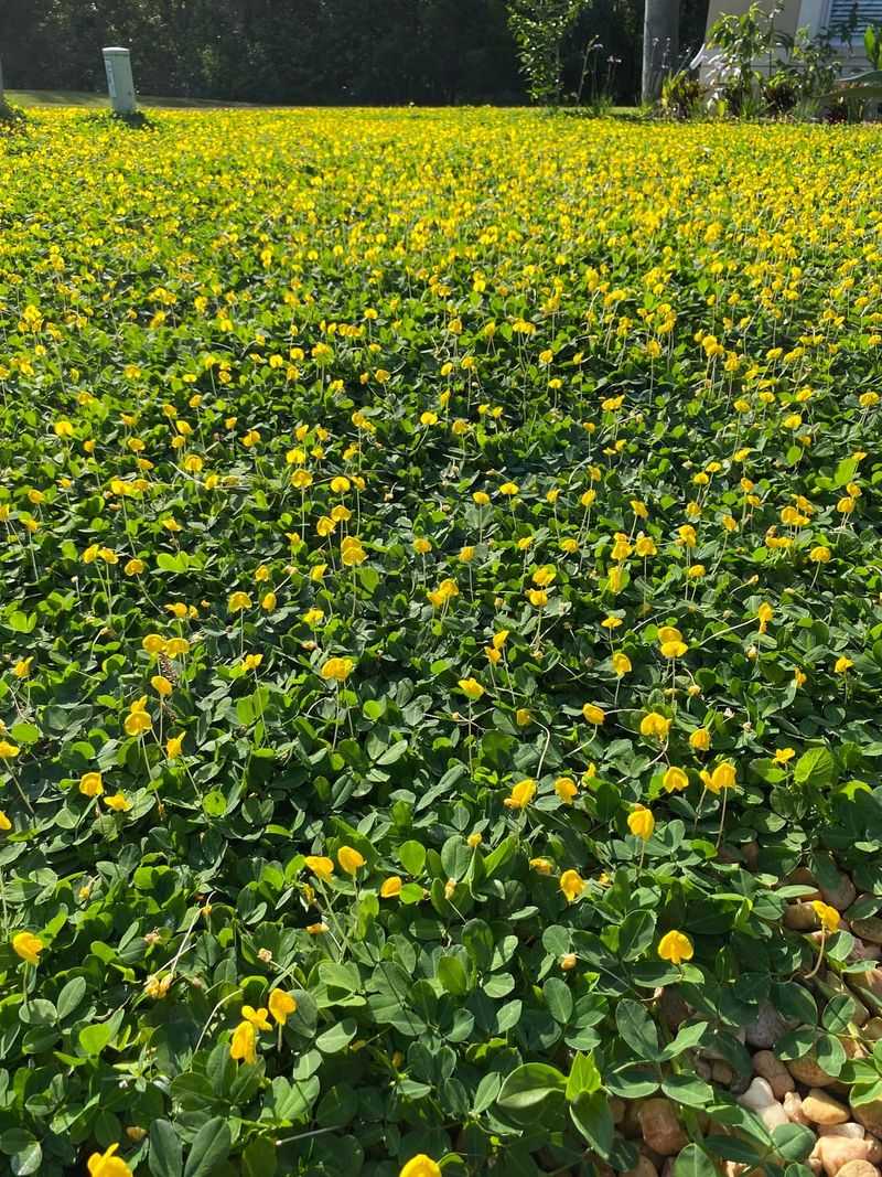 Once Established It Needs Far Less Water Than Grass