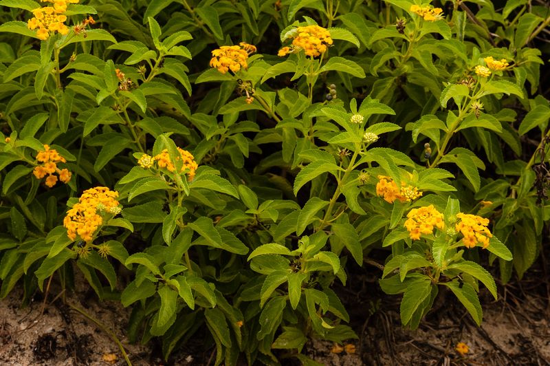 Use Pineland Lantana For Long Blooming Florida Tough Color