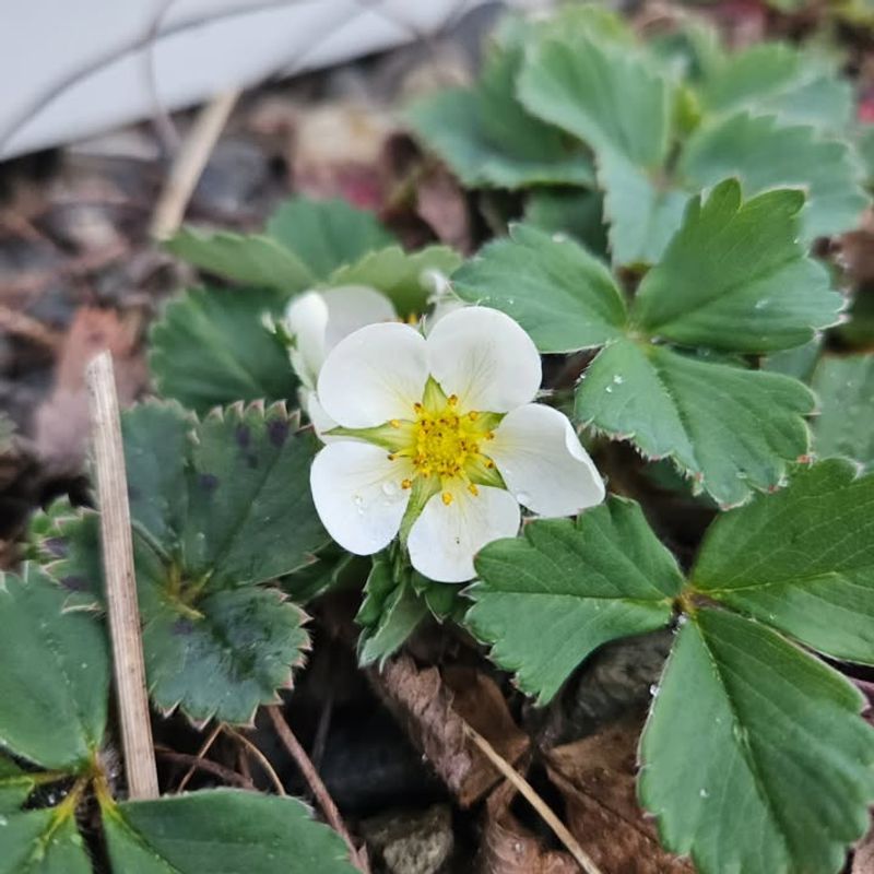 Let Wild Strawberry Creep Through Sunny Edges