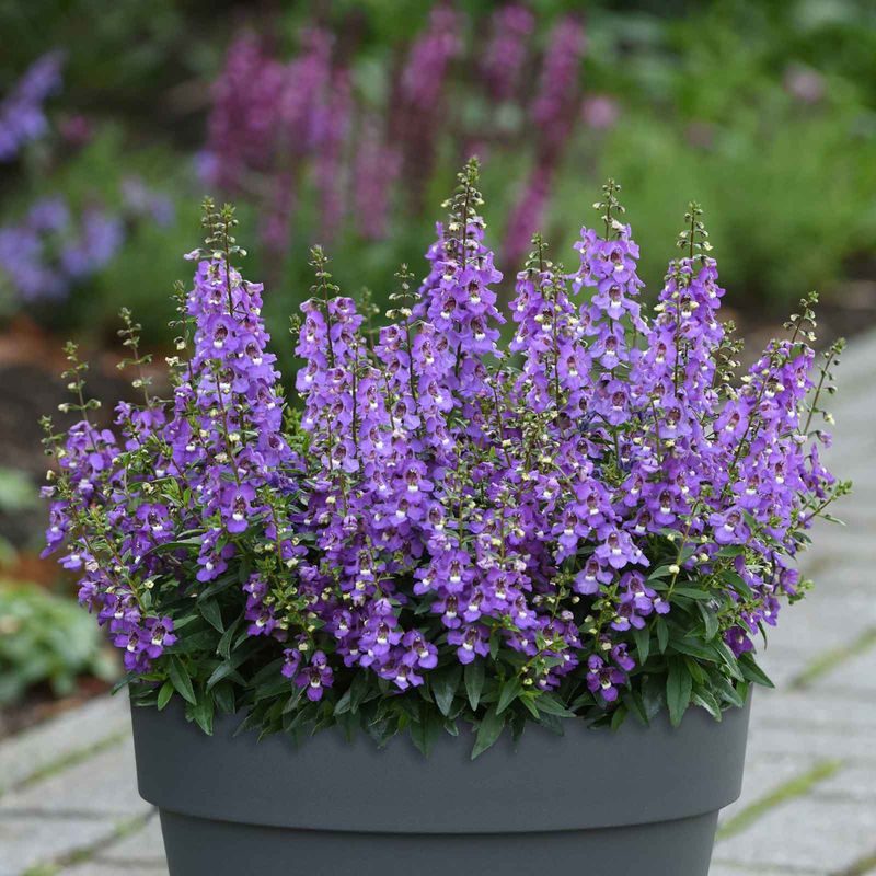 Grow Angelonia For Upright Summer Blooms