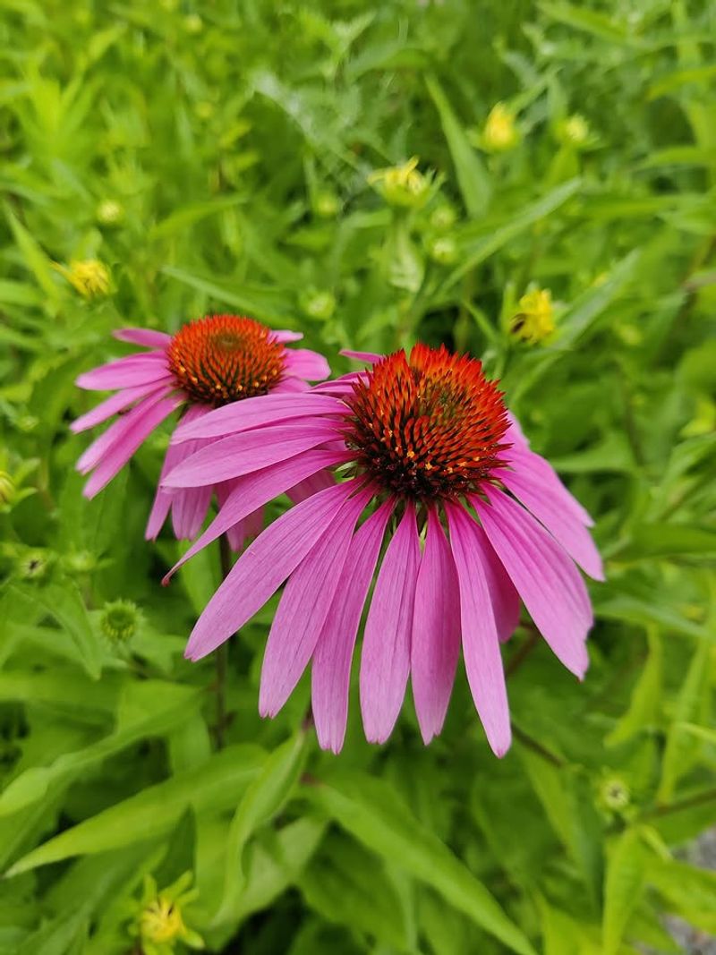 Add Lasting Color With Purple Coneflower