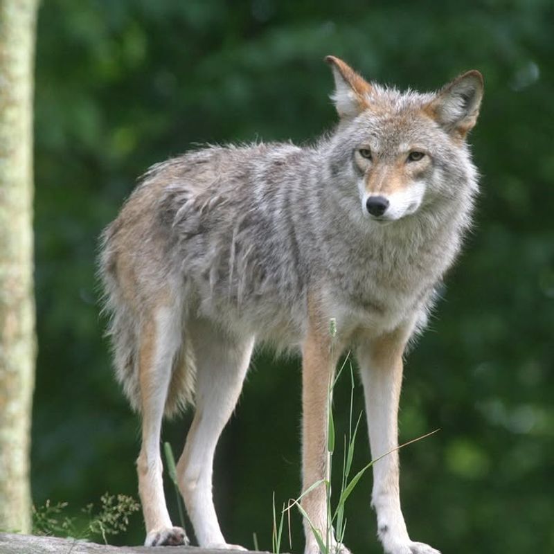 Secure Trash And Remove Outdoor Food Sources