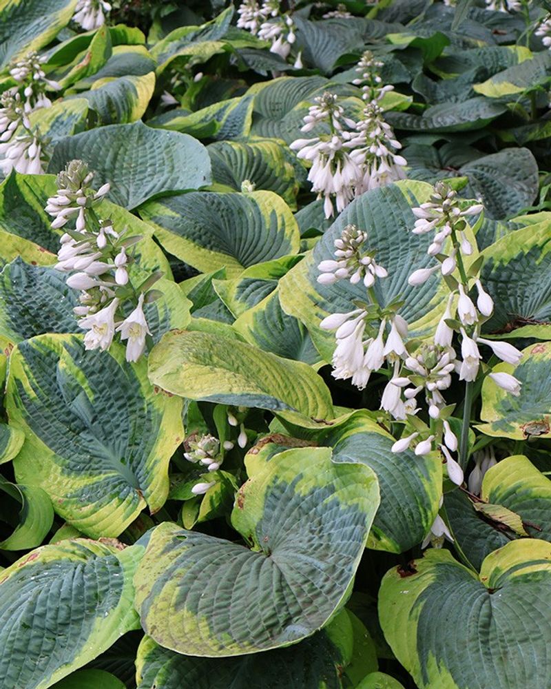 Add Graceful Arches With Solomon's Seal