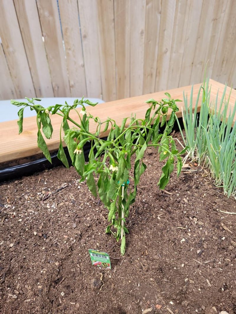 Wait For Warm Soil To Plant