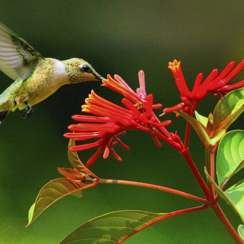 Draws Hummingbirds And Butterflies Daily