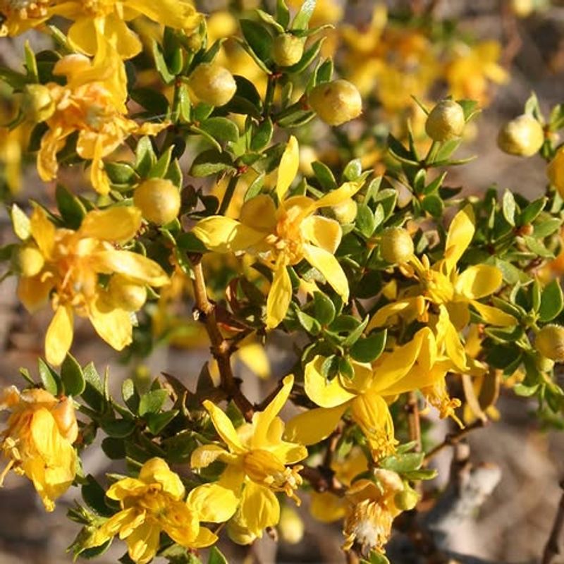 Creosote Bush Survives Constant Heat From Walls And Gravel