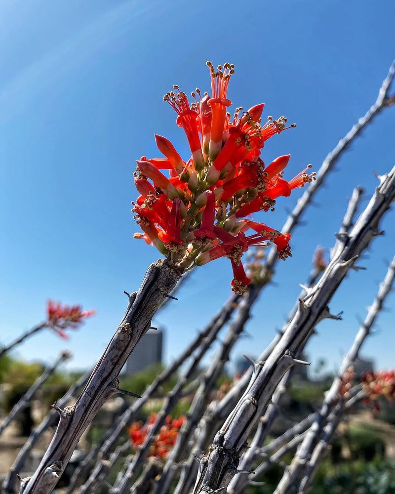 Ocotillo Adapts To Dry Conditions With Little Care