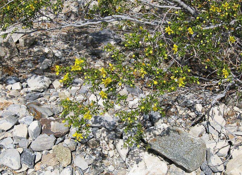 Creosote Bush Survives Where Most Plants Fail