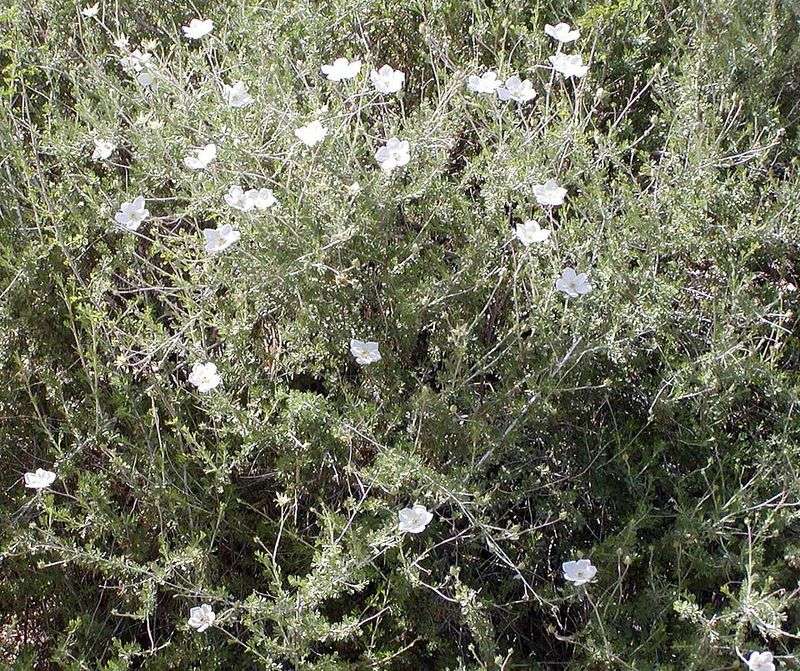 Apache Plume Suits Higher Elevations With A Light Screen