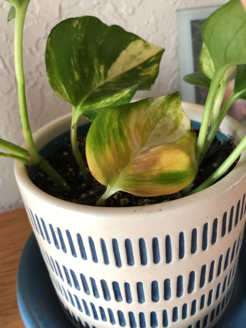 Iron Or Manganese Deficiency Can Wash Out Your Plant