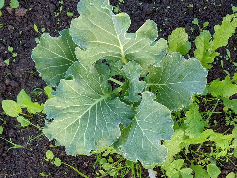 Cabbage (Brassica oleracea var. capitata)