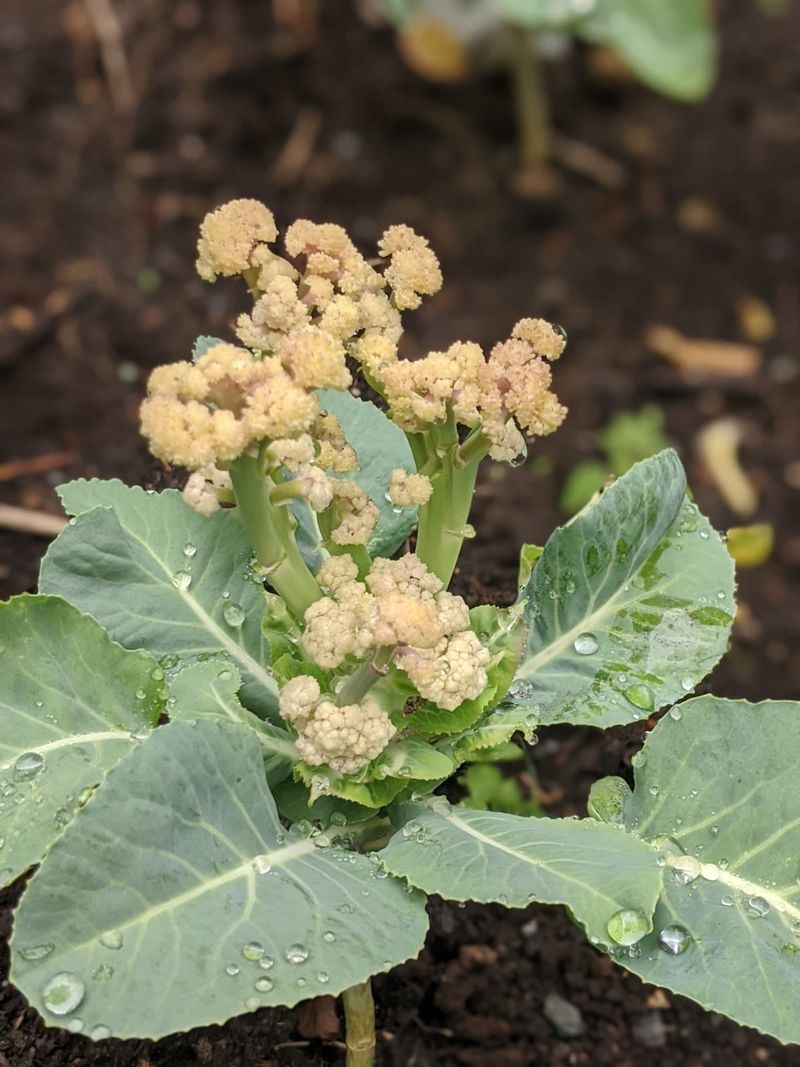 Cauliflower Fails To Form Proper Heads