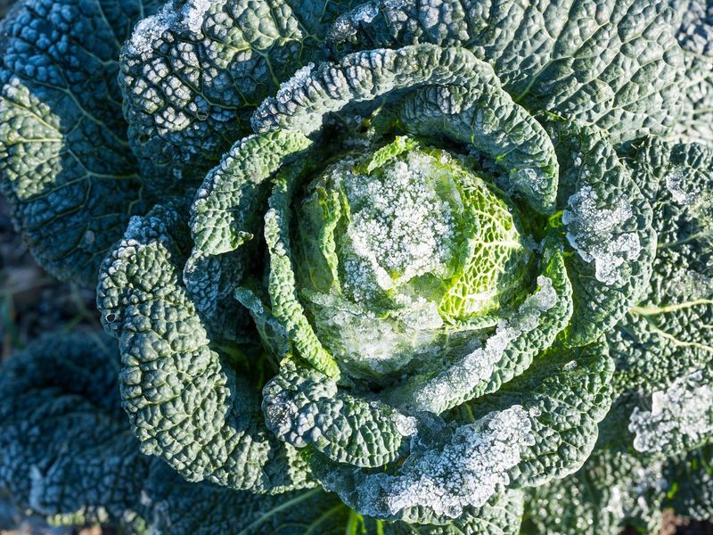 Cabbage Handles Cool Weather And Slow Growth