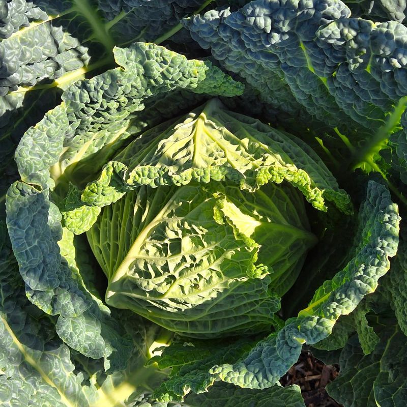Cabbage Forms Strong Heads In Cool Conditions