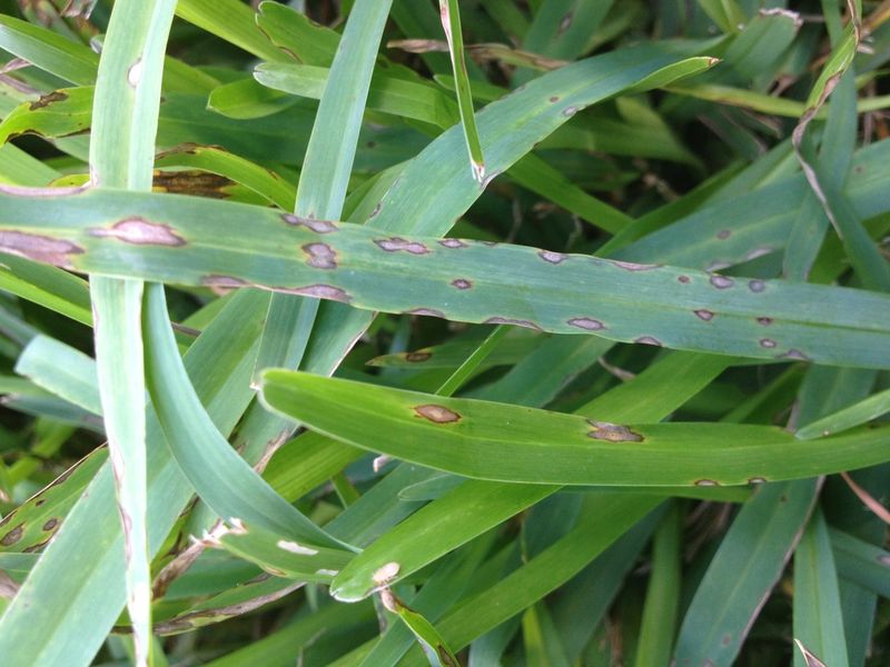 Gray Leaf Spot That Moves Fast In Humid Heat