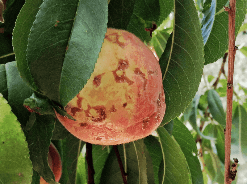 Peach Scab Causes Spots On Young Fruit