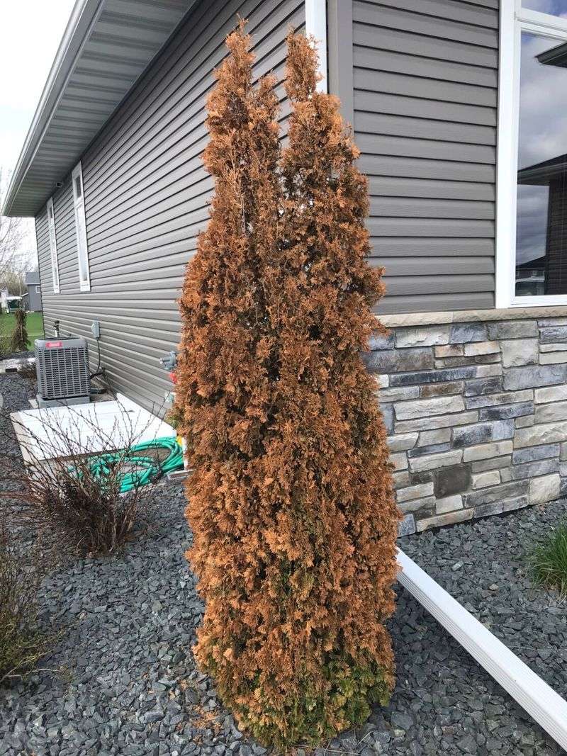 Young Or Newly Planted Shrubs Are Hit Hardest