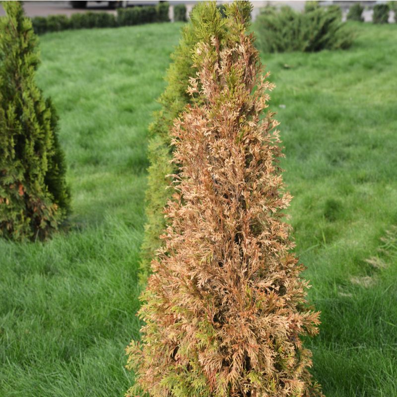 South And West Sides Show The Most Damage