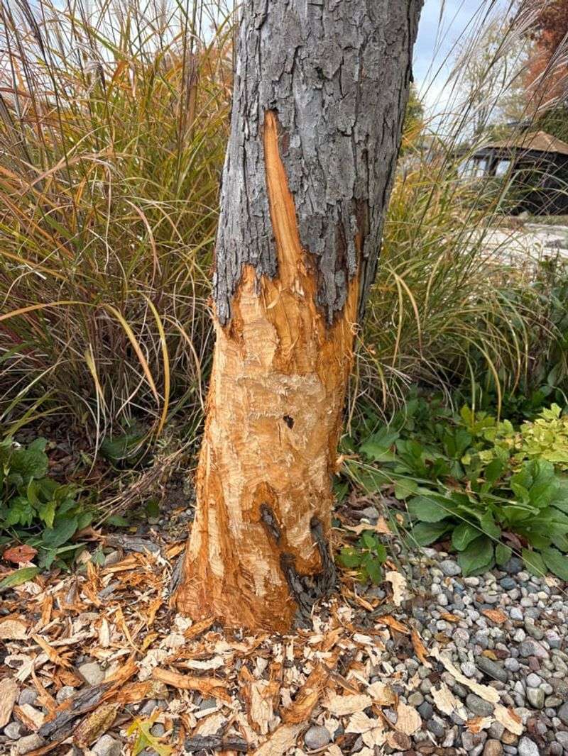 Bark Gnawing On Woody Plants