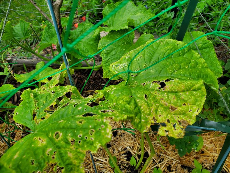 Moist Conditions Help Fungal And Bacterial Diseases Move Faster