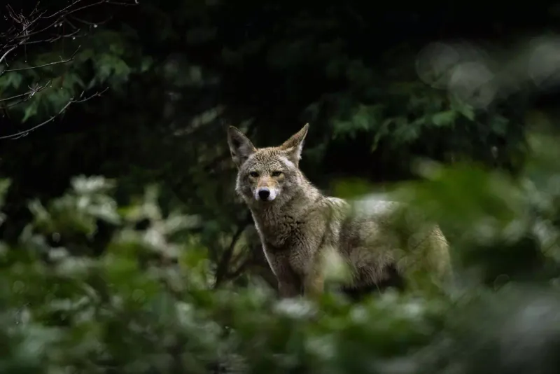 Coyotes Are Often More Active At Dawn And Dusk

