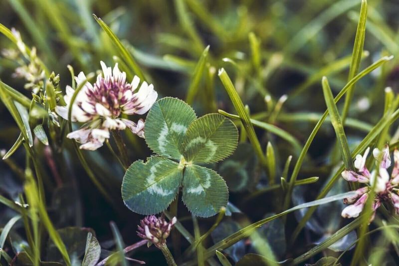White Dutch Clover Covers Bare Soil Softly
