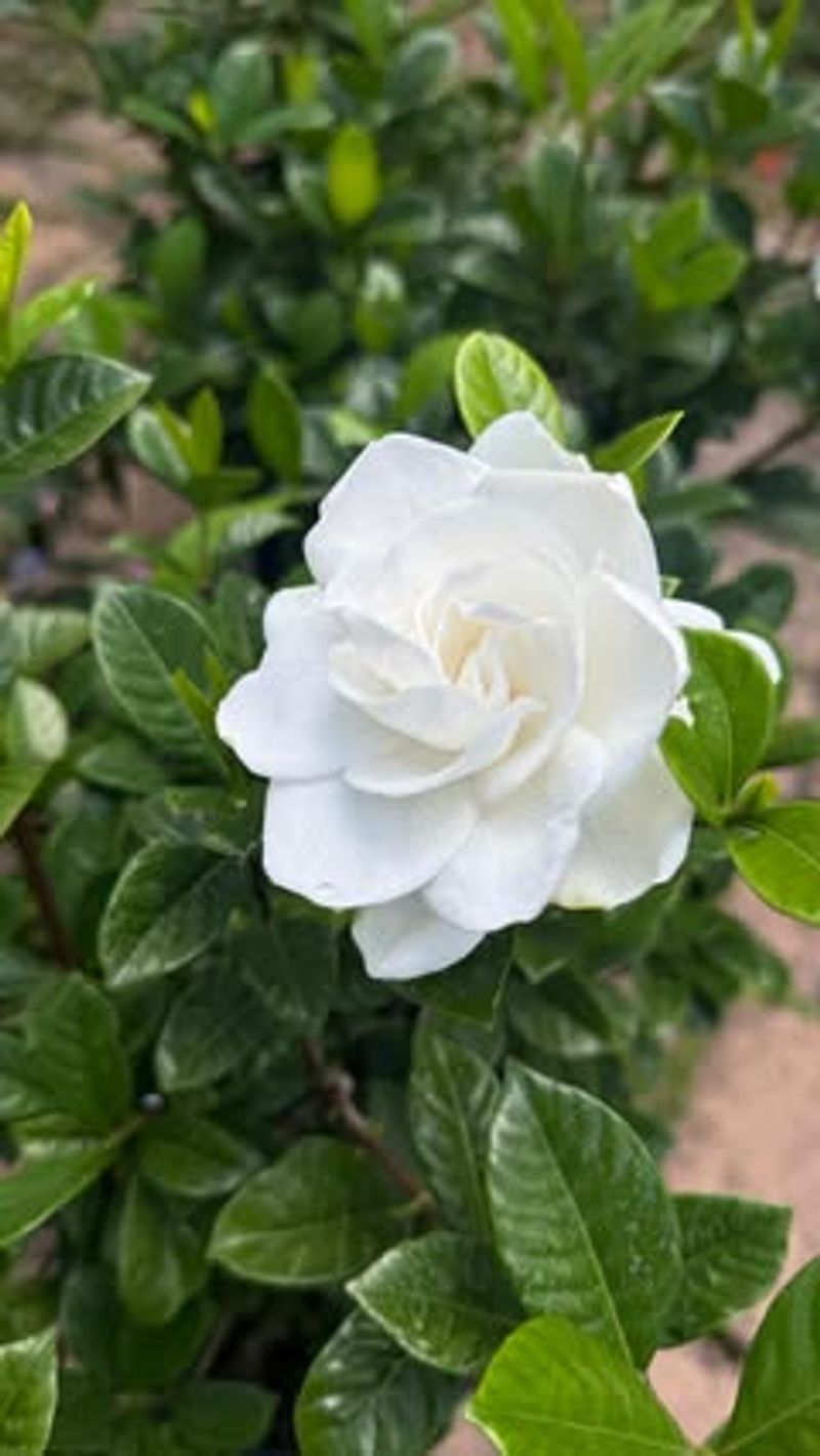 Morning Sun And Afternoon Shade Is The Winning Combination