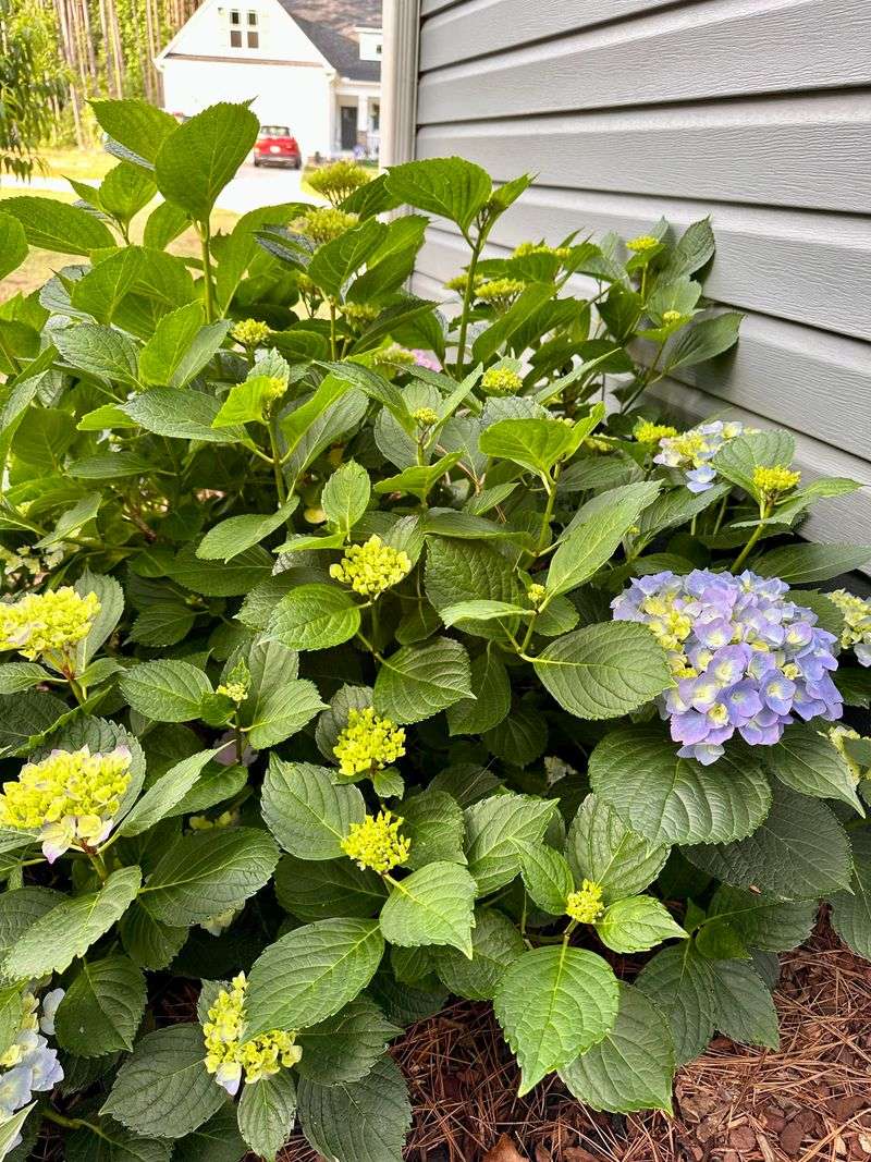 Regional Climate Shifts Timing Across North Carolina