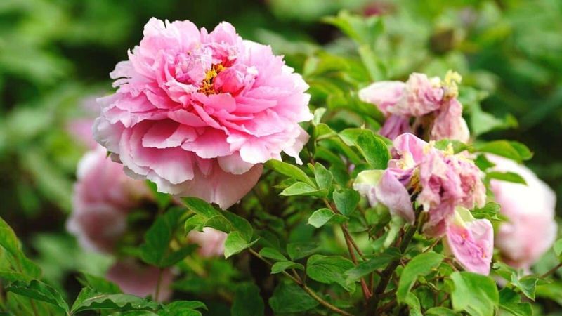 Flowers Can Be Reduced Or Distorted That Season