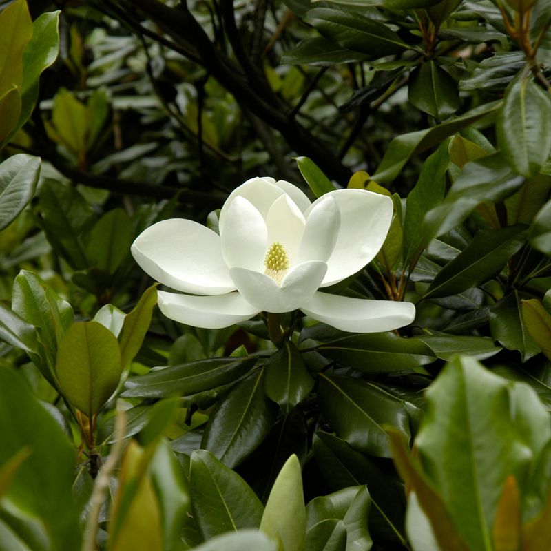 Trees Leaf Out Normally Despite Flower Loss