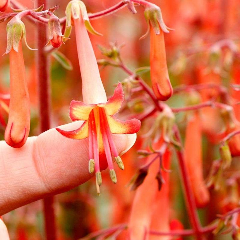 Cape Fuchsia