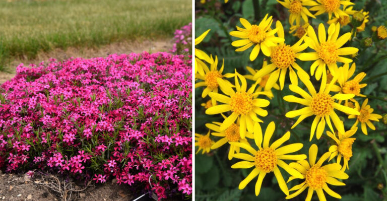 Creeping Phlox and Golden Groundsel
