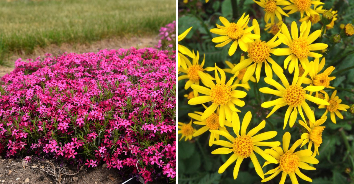 Creeping Phlox and Golden Groundsel