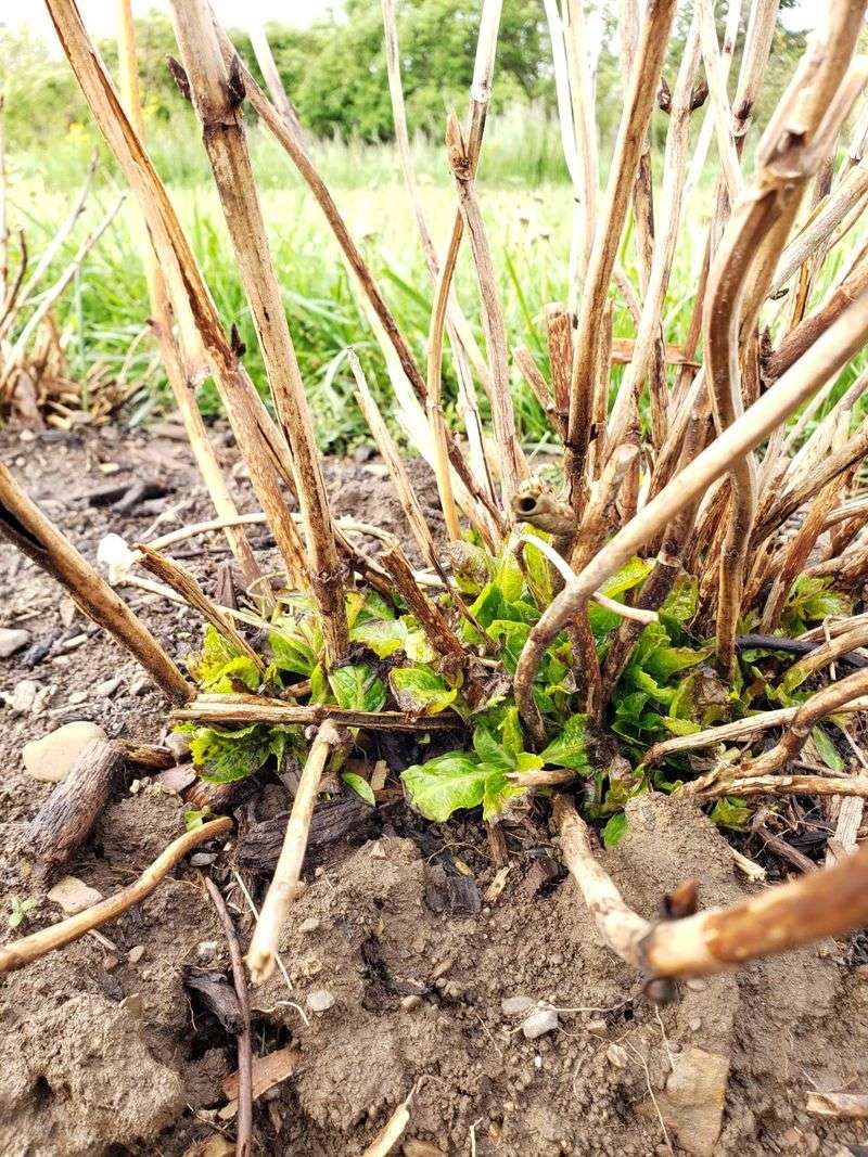 Old Wood Hydrangeas Lose An Entire Season Of Blooms
