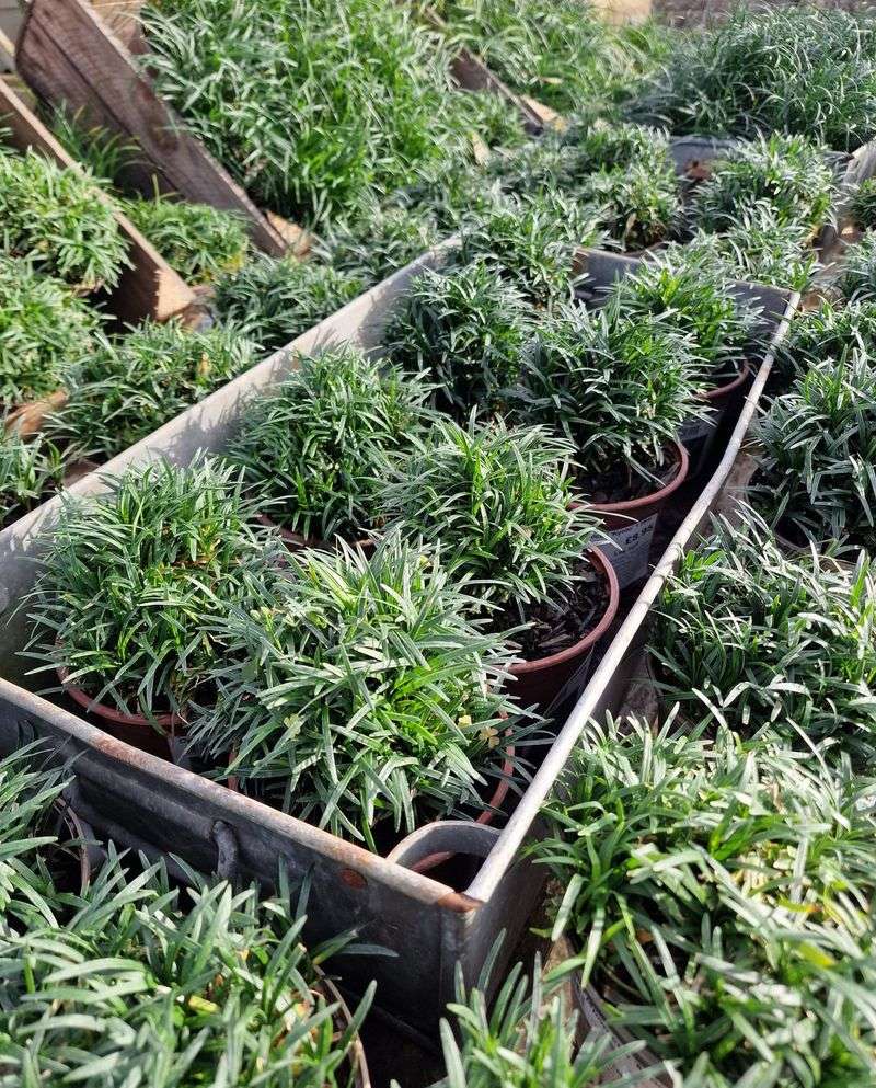 Dwarf Mondo Grass (Ophiopogon Japonicus 'Nana')