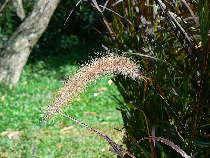 Fountain Grass Increases Fire Risk And Invades Land