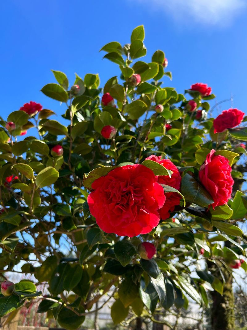 Feed Lightly With Acid-Forming Fertilizer