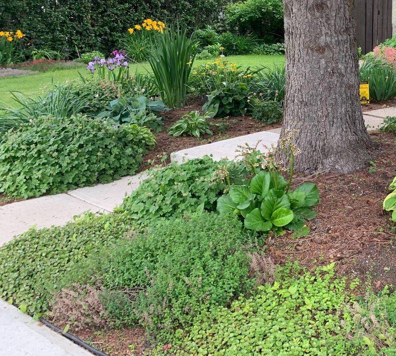 Swap Patchy Grass For A Cleaner Tree Bed