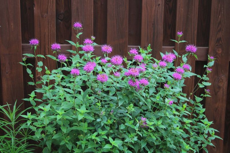 A Fence Line That Finally Looks Alive