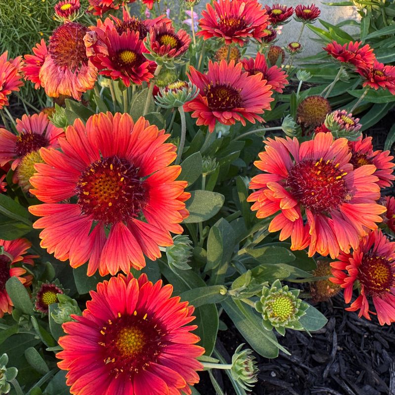 Blanket Flower Stays Bright Deep Into The Season