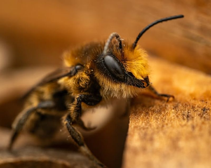 Mason Bees Working Early And Pollinating Like Pros