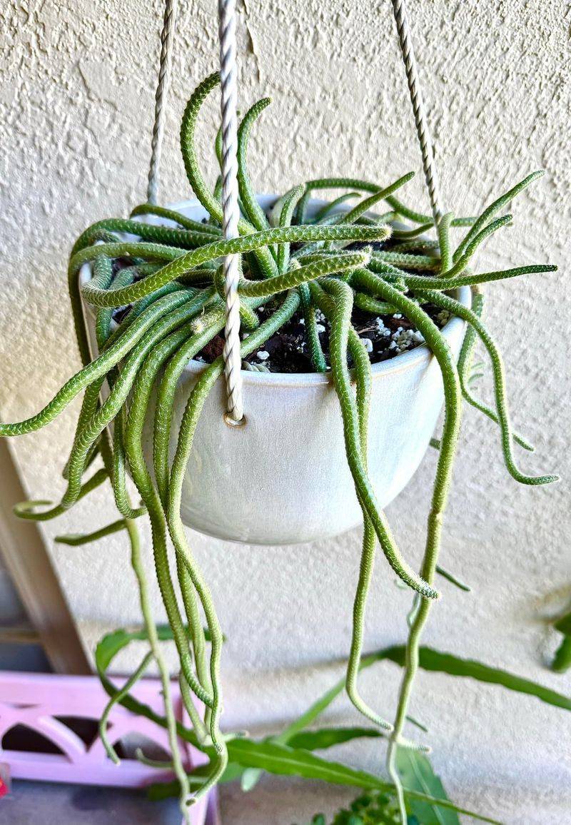 Rat Tail Cactus Trails Beautifully In Hanging Baskets