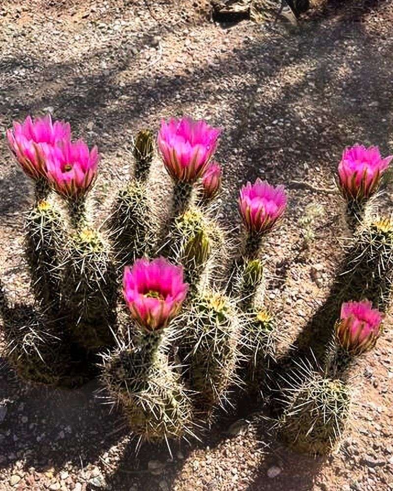 Hedgehog Cactus Produces Bright Flowers In Spring